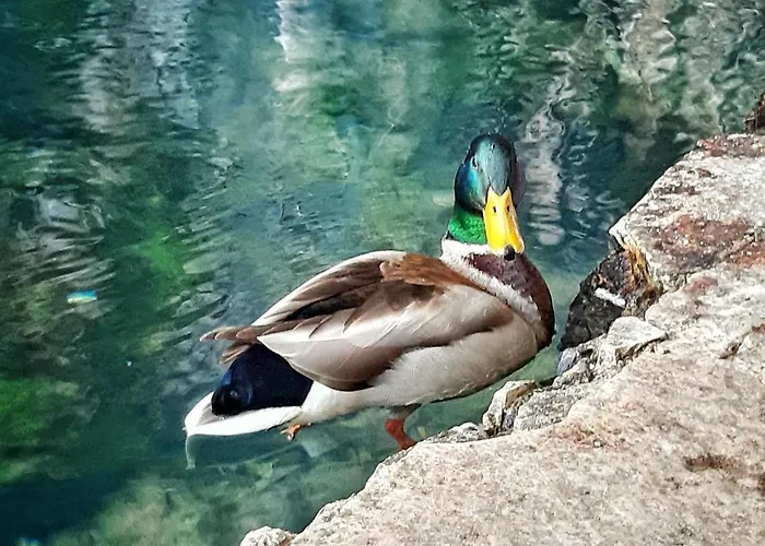 Apartman Mimoza Blagaj